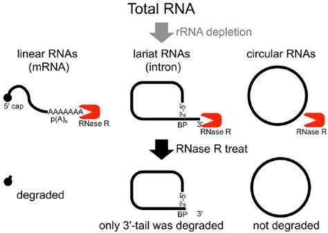 does autoclaving treat rnase|can rnase be inactivated.